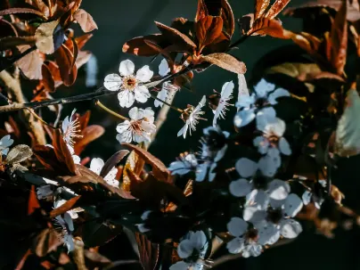 キネコ カジノ モバイルアプリ